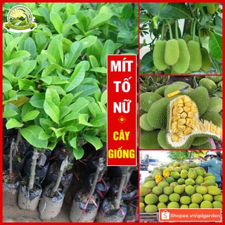 Cây giống mít tố nữ múi to tròn vàng ươm hấp dẫn giá trị dinh dưỡng cao, cây sống khỏe dễ trồng - QD05