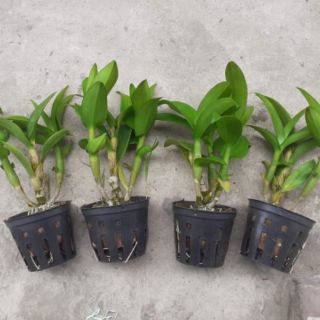 Hoa lan denro lai cát  ( cattleya)