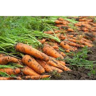 Gói 5 gram hạt giống cà rốt đỏ