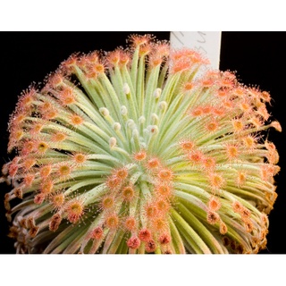 Cây bắt mồi gọng vó Drosera Derbyensis chuyên bắt côn trùng