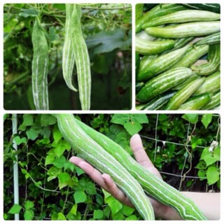 Hạt giống Lặc Lày (Mướp Nhật) 2 gr