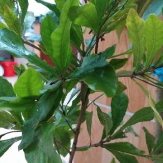 chậu cây thần kỳ cây đẹp