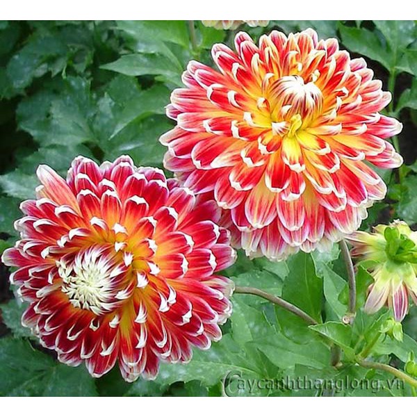 Hạt giống hoa Thược Dược mix nhiều màu F1 Nga