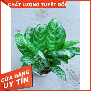 Cây Ngân Hậu
