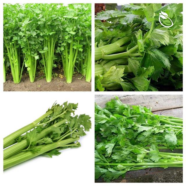 Hạt Giống Rau Cần Tây Cọng Xanh 282 Phú Nông - Gói 5g - Celery