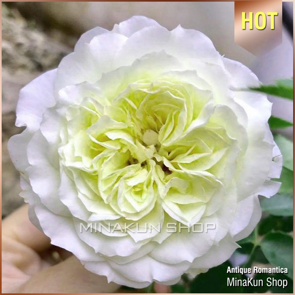 Hoa hồng ngoại Antique Romantica - MinaKun Shop
