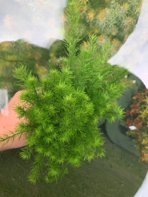 7 nhánh Xương Cá Mini -  Myriophyllum sp. "Guyana" ( cạn)
