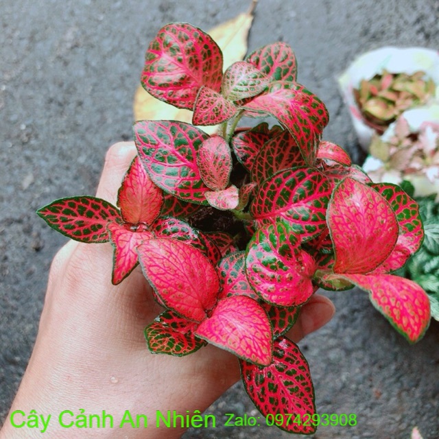 Cẩm Nhung Hồng Đậm (lá may mắn)