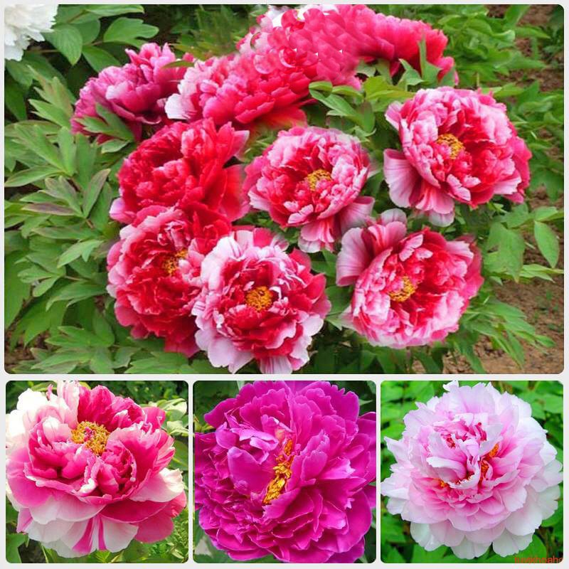 Hạt Giống Hoa Mẫu Đơn Mix Đủ Màu