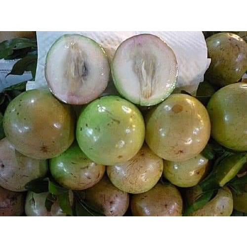 Cây Giống Vú Sữa Lò Rèn Giống .