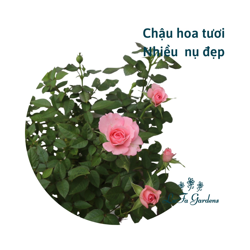 Hoa hồng siêu nụ màu hồng nhạt LAFA GARDEN - Quà tặng hoa kiểng