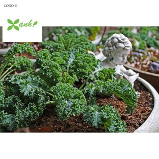 Hạt giống Cải Xoăn Xanh 0,5gram khoảng 10 hạt Hạt Giống Rau cải xoăn xanh Kale 20 hạt