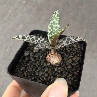 Củ cây lá đốm siêu dễ trồng