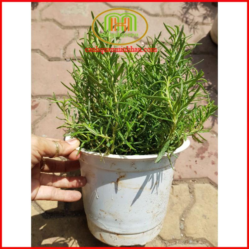 Cây hương thảo mini Rosemary đuổi muỗi, côn trùng làm gia vị