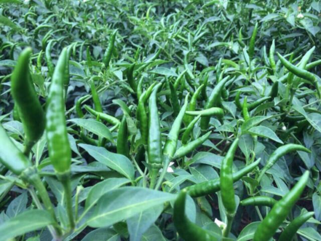 Hạt giống ớt hiểm lai F1