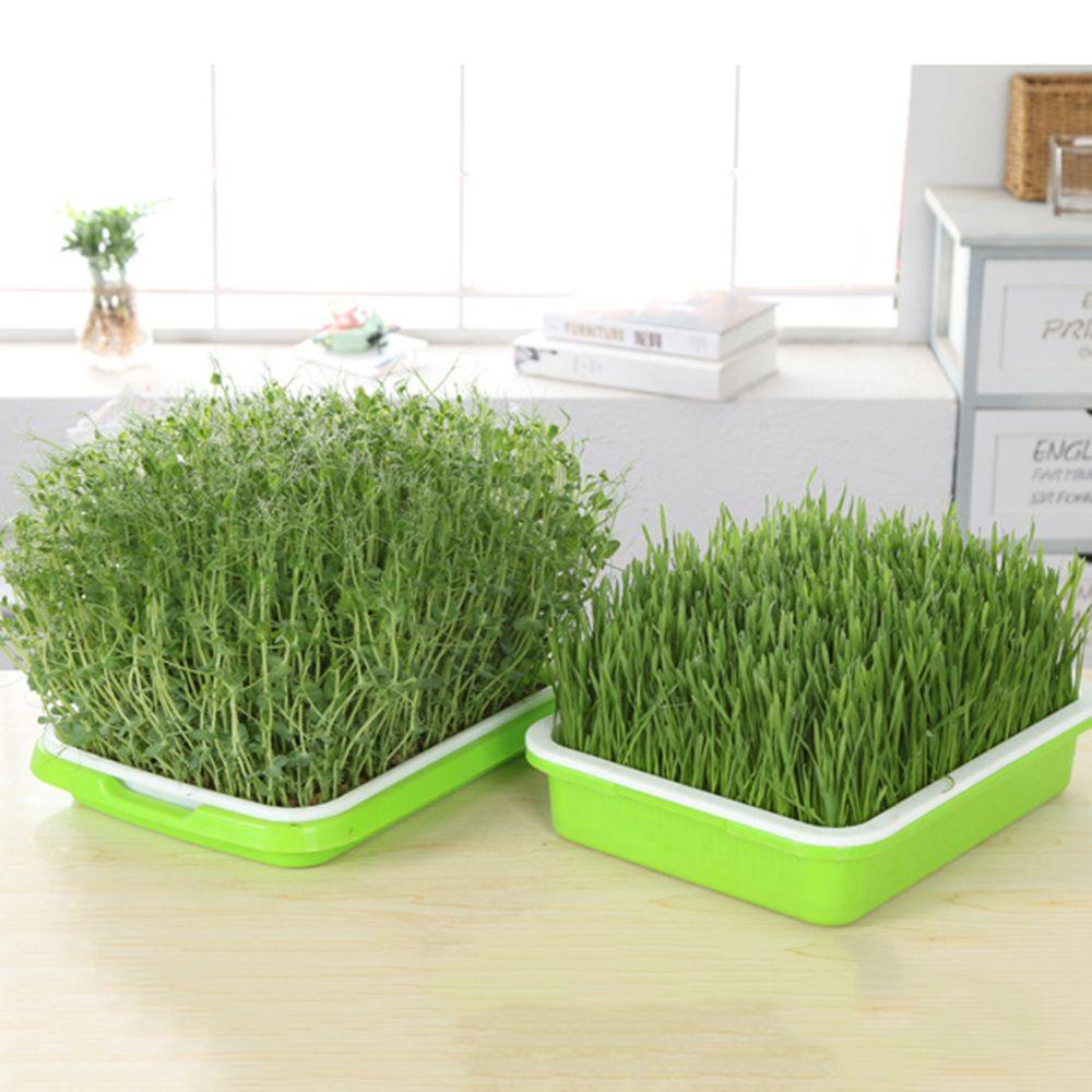 FAY Khay Gieo Hạt Trồng Cây Thủy Canh Bằng Giấy Tiện Dụng Cho Gia Đình