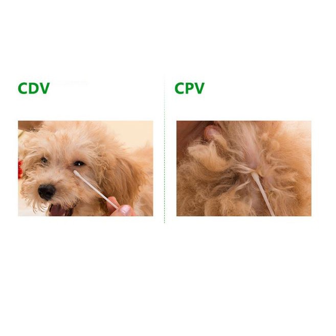 Que test Pravo CPV dành cho chó - Test bệnh Pavo - Phụ kiện chó mèo Pet shop Hà Nội