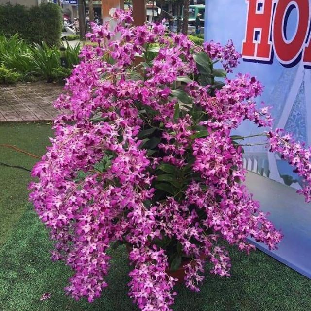 Denro nắng bò tím giống