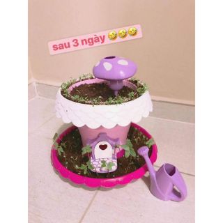 Bộ trồng cây ma thuật cho bé