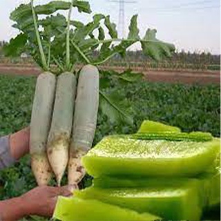 5gr hạt giống củ cải đường (củ cải xanh)