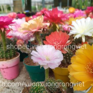 Xương rồng Lobivia (nhiều size, siêng hoa, có hàng sẵn nụ)