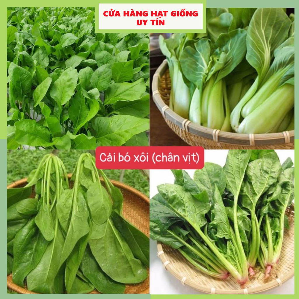 Hạt Giống Cải Bó Xôi F1 (Rau Chân Vịt) Loại dễ trồng, năng suất cao, kháng sâu bệnh [ gói 500gram,1kg]