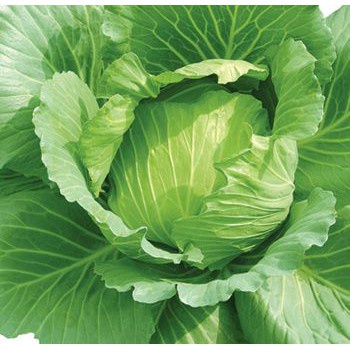 Hạt Giống Rau Bắp Cải Xanh Cao Sản Quấn Chặt, Bắp To, Năng Suất Cao, Dễ Trồng -Gói 1G