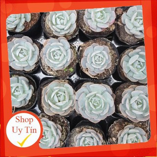 Sen đá đất trắng🍏 |FREESHIP| 🔥 XỨ NÓNG, ĐÃ THUẦN KHÍ HẬU, KHOẺ ĐẸP 🍏 LỖI 1 ĐỔI 1