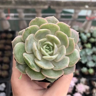 Sen đá ngọc bích size bầu thuần khí hậu, siêu xinh, siêu khỏe lỗi 1 đổi 1 - vườn sen đá