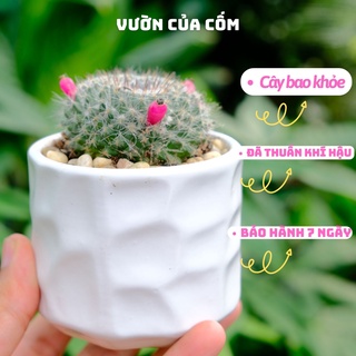  Xương rồng bánh sinh nhật để bàn Size nhỏ kèm chậu sứ trắng kíck thước 10 x 7 cm . tặng kèm túi sỏi nhỏ trang trí . 