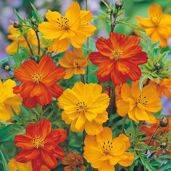 Trang Flowers