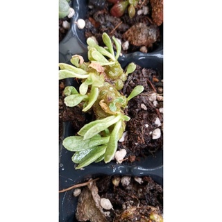 Cây sen đá lá thỏ (size mini)