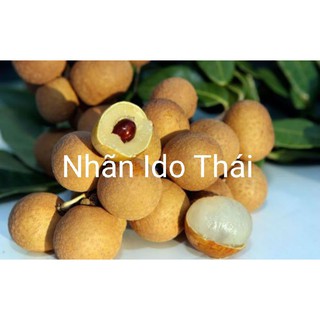CÂY GIỐNG NHÃN IDO THÁI
