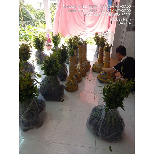 Mai quấn rễ 80 cm trở lên