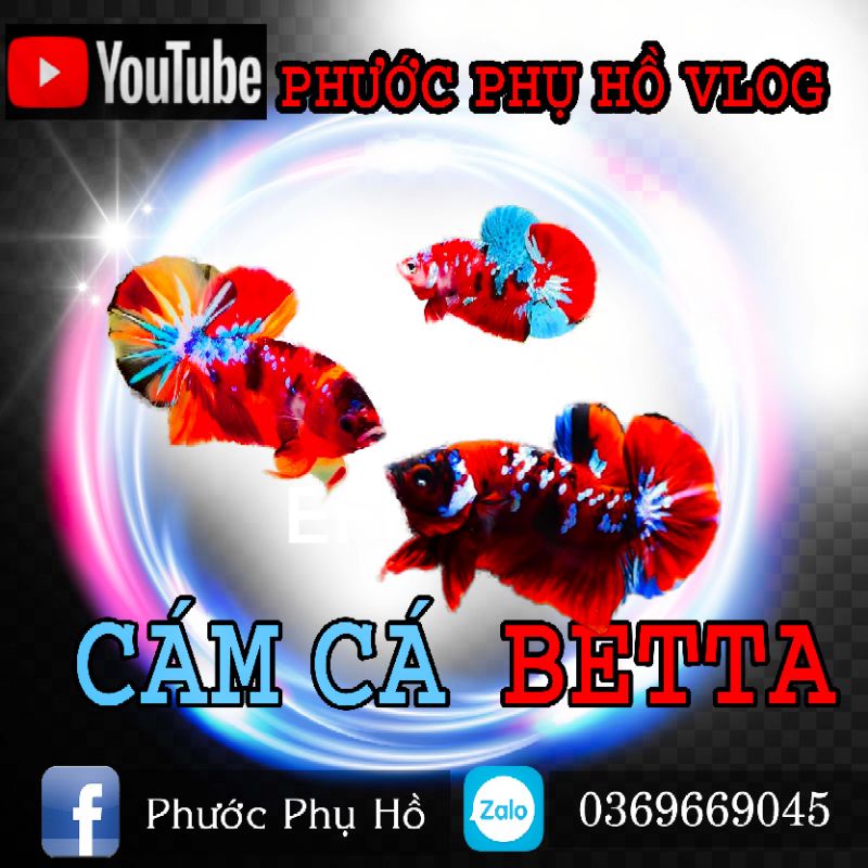 Cám cá betta phước phụ hồ | Chuyên dùng để kích lên màu cho cá betta