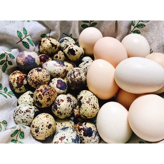 TRỨNG GÀ - TRỨNG CÚT LUỘC