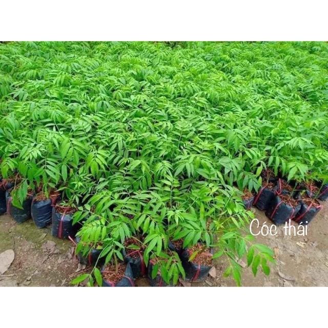 CÂY GIỐNG CÓC THÁI LÙN CAO 30CM 6 THÁNG CHO QUẢ