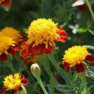 [F1] - Hạt giống Vạn Thọ Mắt Hổ Nhập Khẩu - 20 hạt