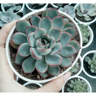 Sen đá viền đỏ cỡ to