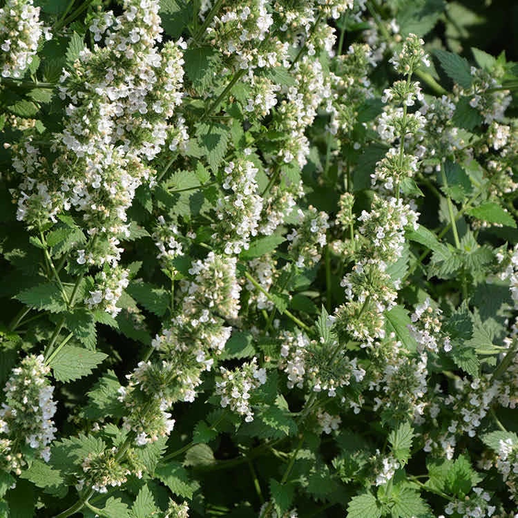 Góc Phê Pha - Catnip Cỏ Bạc Hà Cho Mèo  ~ 3g