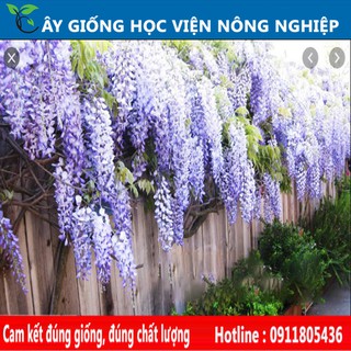 cây hoa leo tử đằng