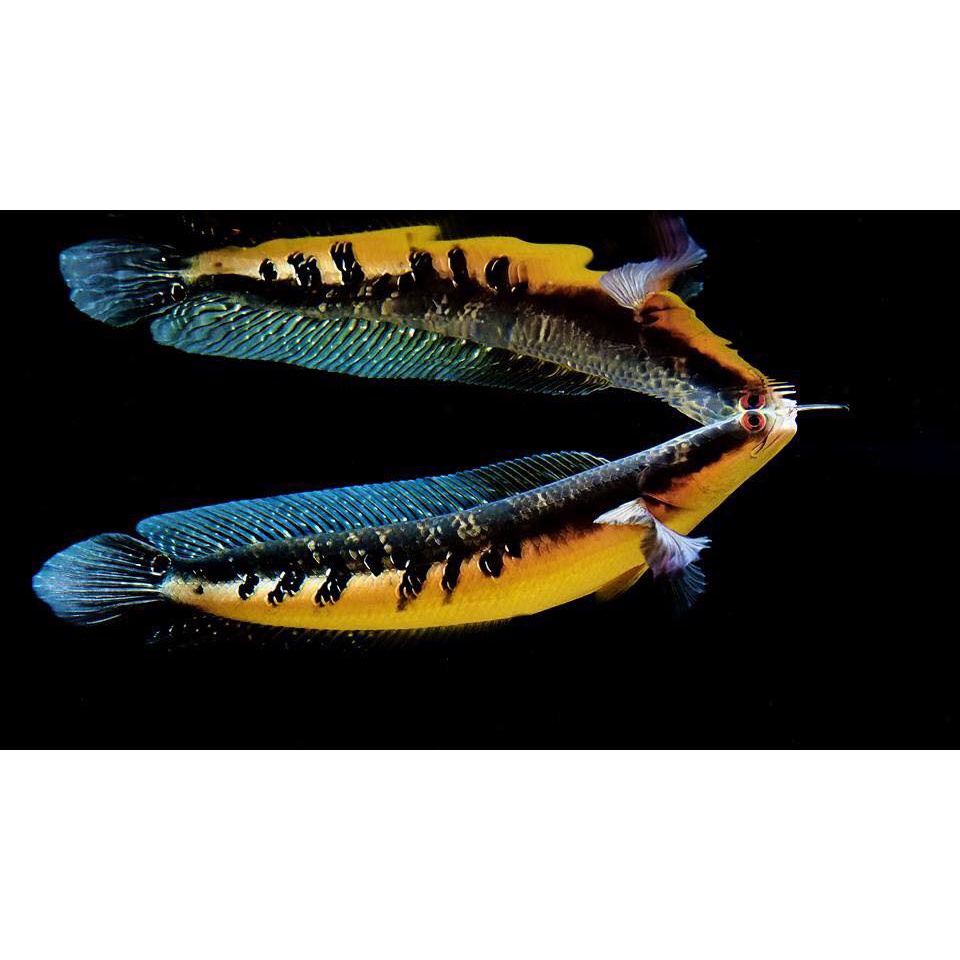 SỈ SÂM TĂNG LỰC - Blackwater - Sâm Cá Lóc Kiểng.