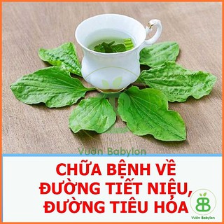 Hạt Giống Rau Mã Đề 1G Dễ Trồng