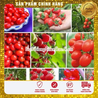 Hạt Giống Cà Chua Bi Quả Oval (50 Hạt) Siêu Quả Ngon