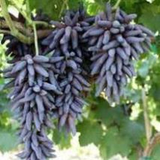 CÂY GIỐNG NHO PHÙ THỦY
