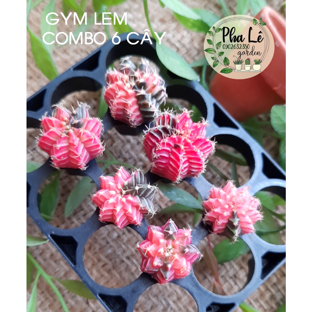 Combo 4-6 cây xương rồng gym lem đẹp