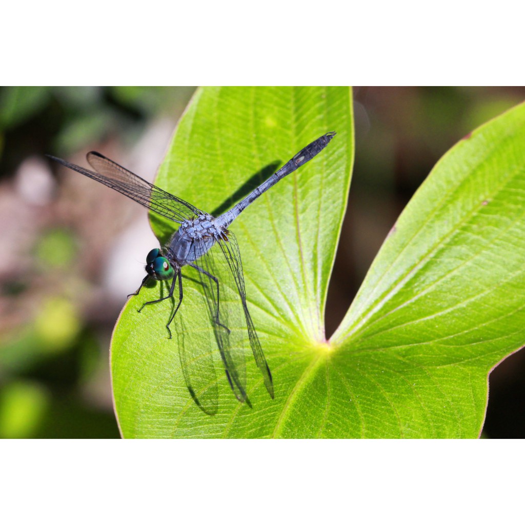 Ống kính máy ảnh Asanuma 21mm f3.8 MF Ngàm Nikon F   17472