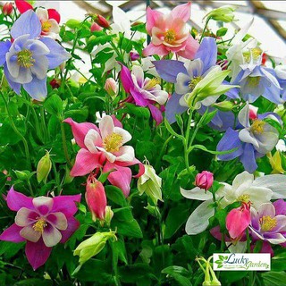 50 hạt giống hoa bồ câu mix xtra tặng kèm phân và kích mầm