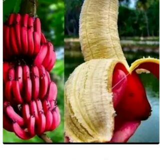 Hạt giống chuối tiêu đỏ