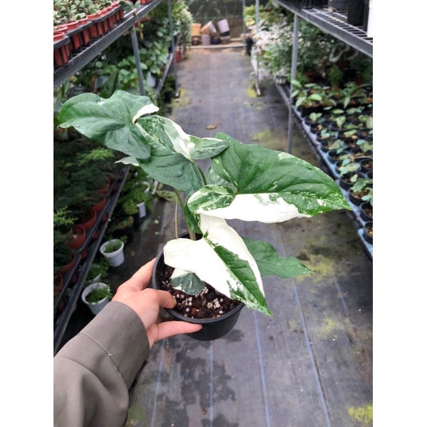 Syngonium Podophyllum Albo Variegata